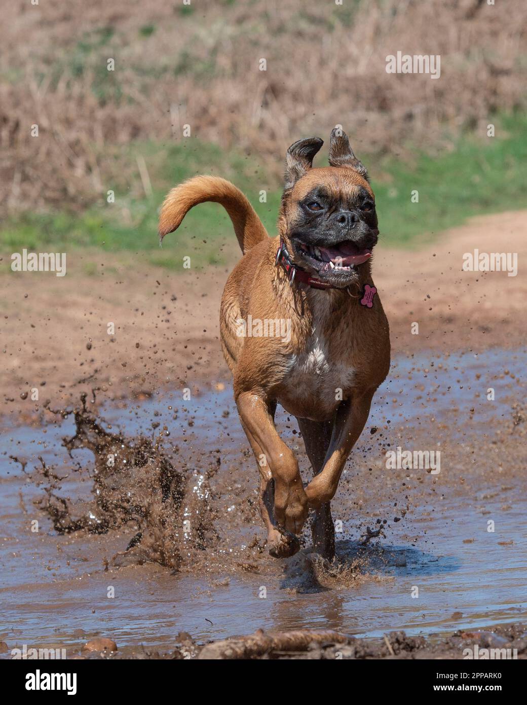 Boxer-Hund, der durch schlammige Gewässer rennt Stockfoto