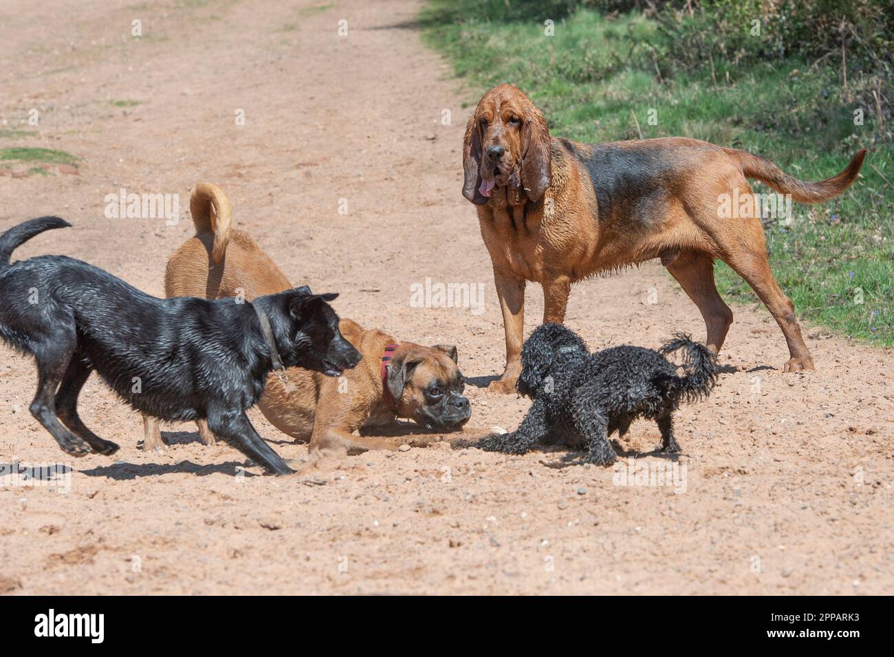 Hunde spielen Stockfoto