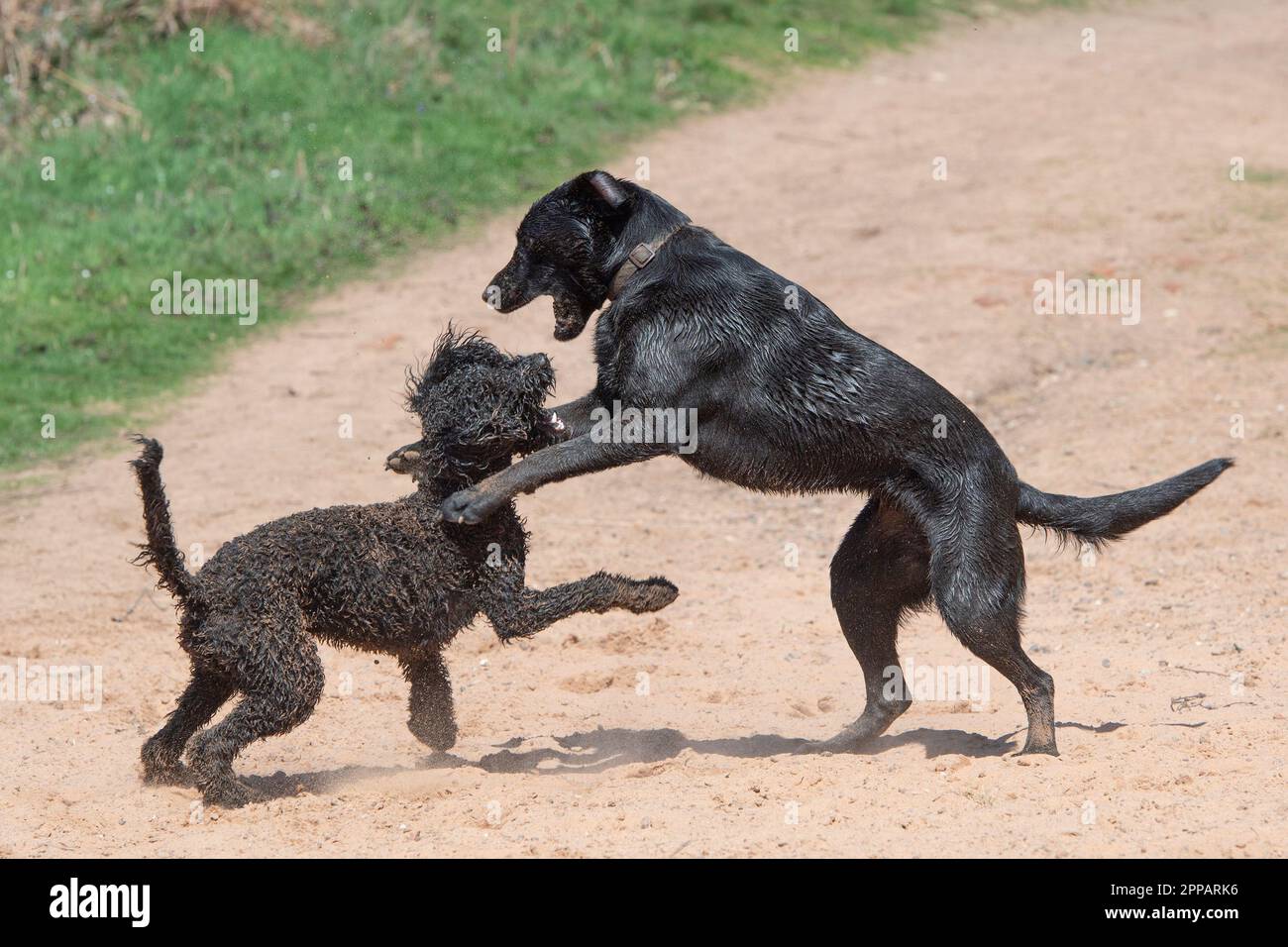 Hunde spielen Stockfoto