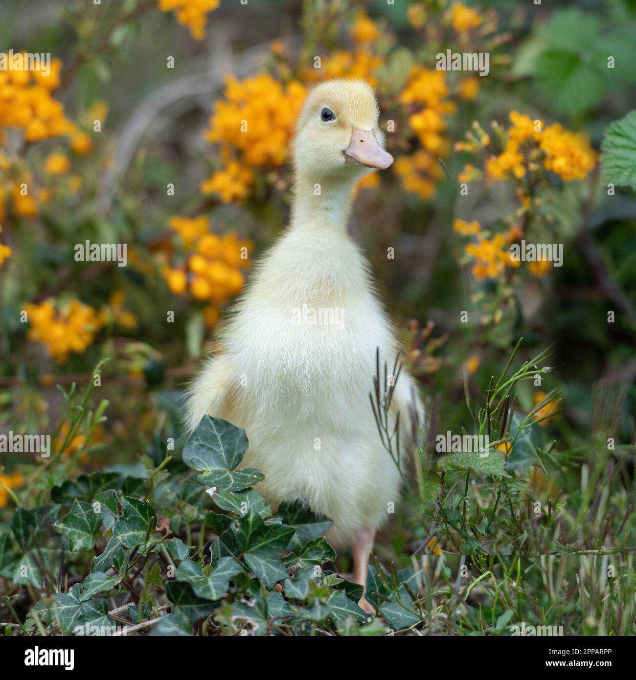 Entlein Stockfoto