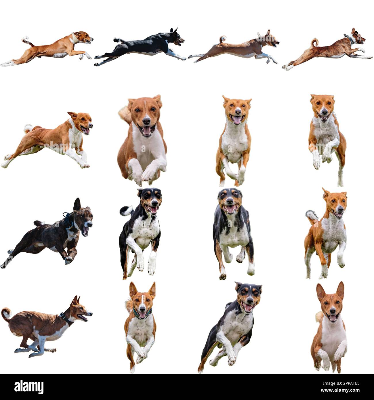 Basenji-Hundecollage, die direkt auf der Kamera jagt, isoliert auf weißem Hintergrund bei voller Geschwindigkeit im Wettkampf Stockfoto