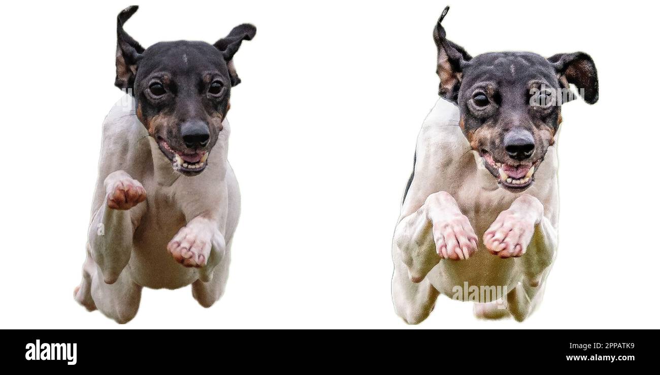 Japanische Terrier-Hundecollage, die direkt vor der Kamera jagt, isoliert auf weißem Hintergrund bei voller Geschwindigkeit beim Wettkampf Stockfoto