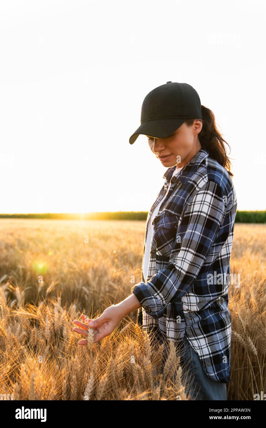 Farmerin berührt Weizenohren auf einem landwirtschaftlichen Feld. Hochwertiges Foto Stockfoto