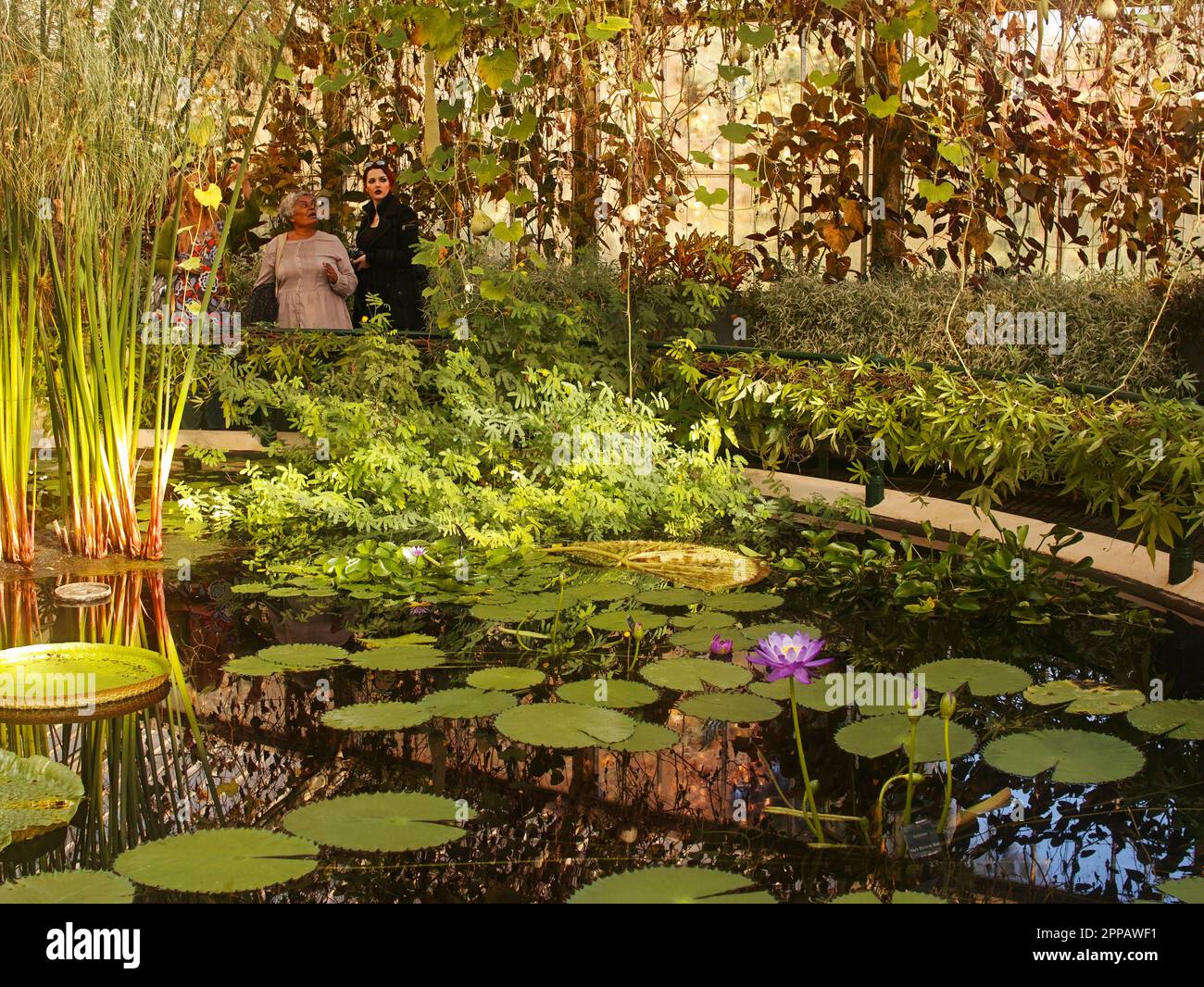 Besucher des wunderschönen Lily House in Kew Gardens London Stockfoto