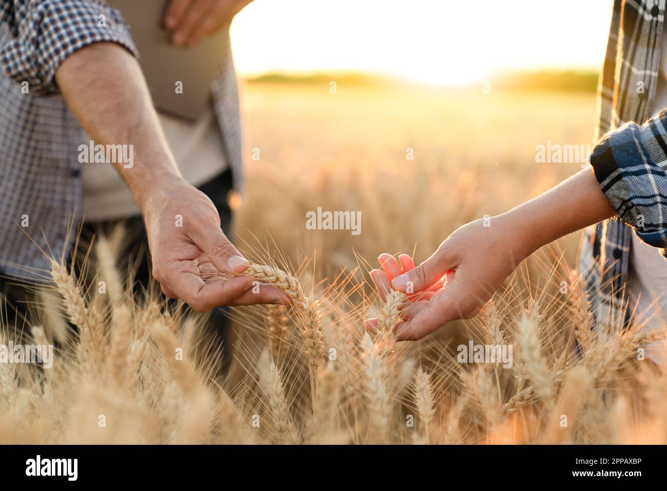 Bauern berühren die Ähren des Weizens auf einem landwirtschaftlichen Feld. Hochwertiges Foto Stockfoto