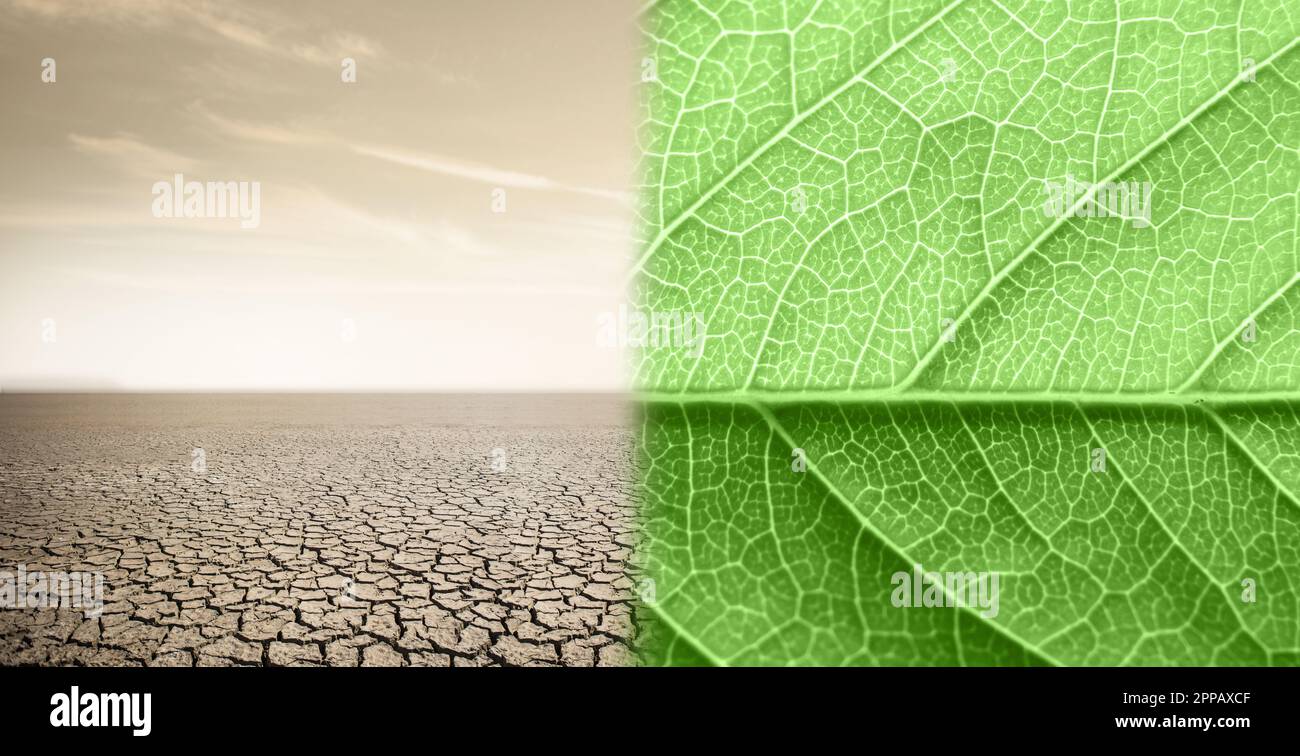 Landschaft mit halb grünen Blättern und halb Wüste. Das Konzept der globalen Erwärmung. Hochwertiges Foto Stockfoto