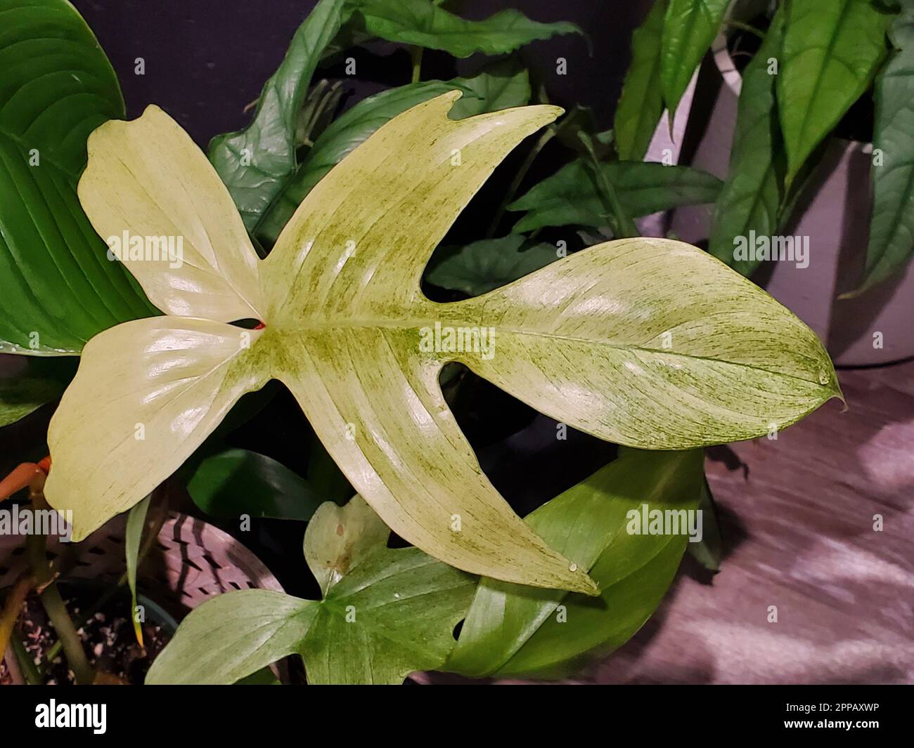 Leuchtend cremefarbenes Blatt des Philodendron Florida Ghost, einer seltenen und exotischen Hauspflanze Stockfoto