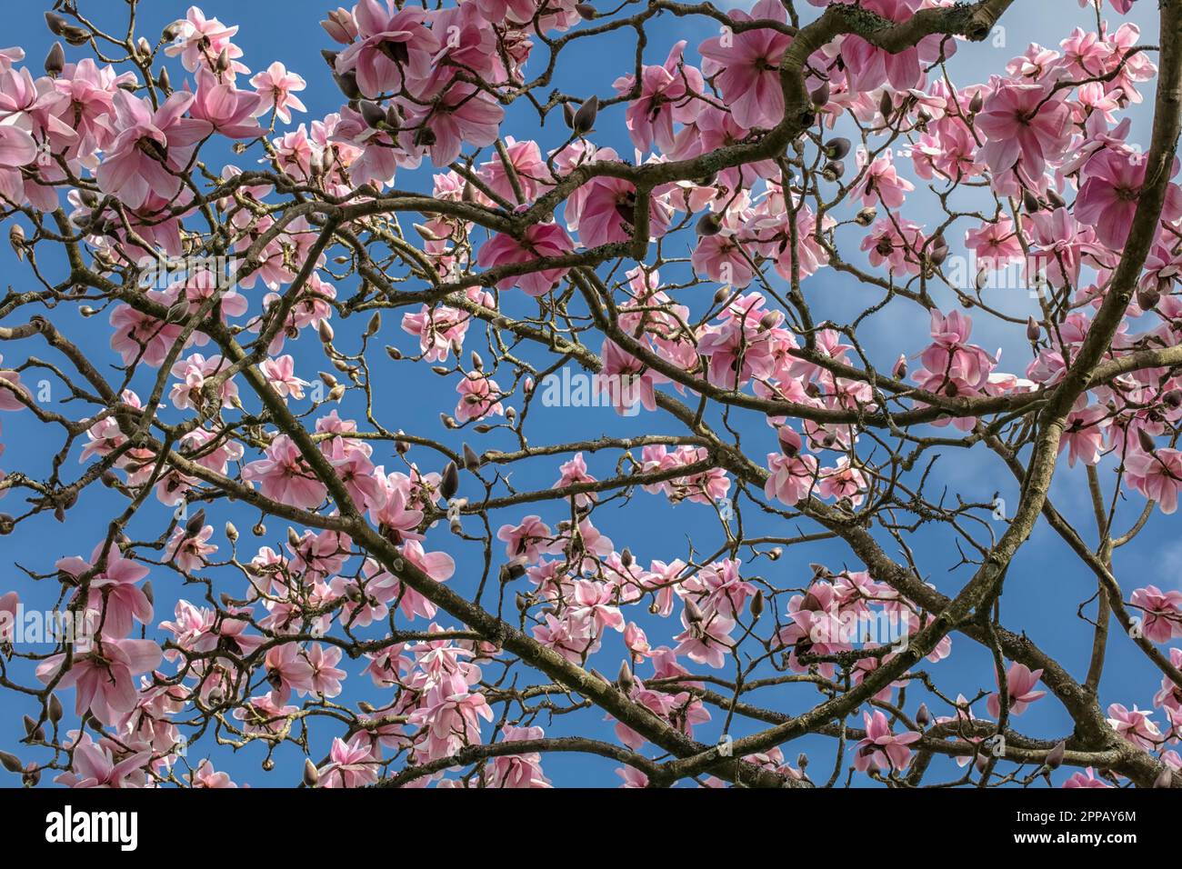 Magnolia-Soulangeana-Knospen Stockfoto