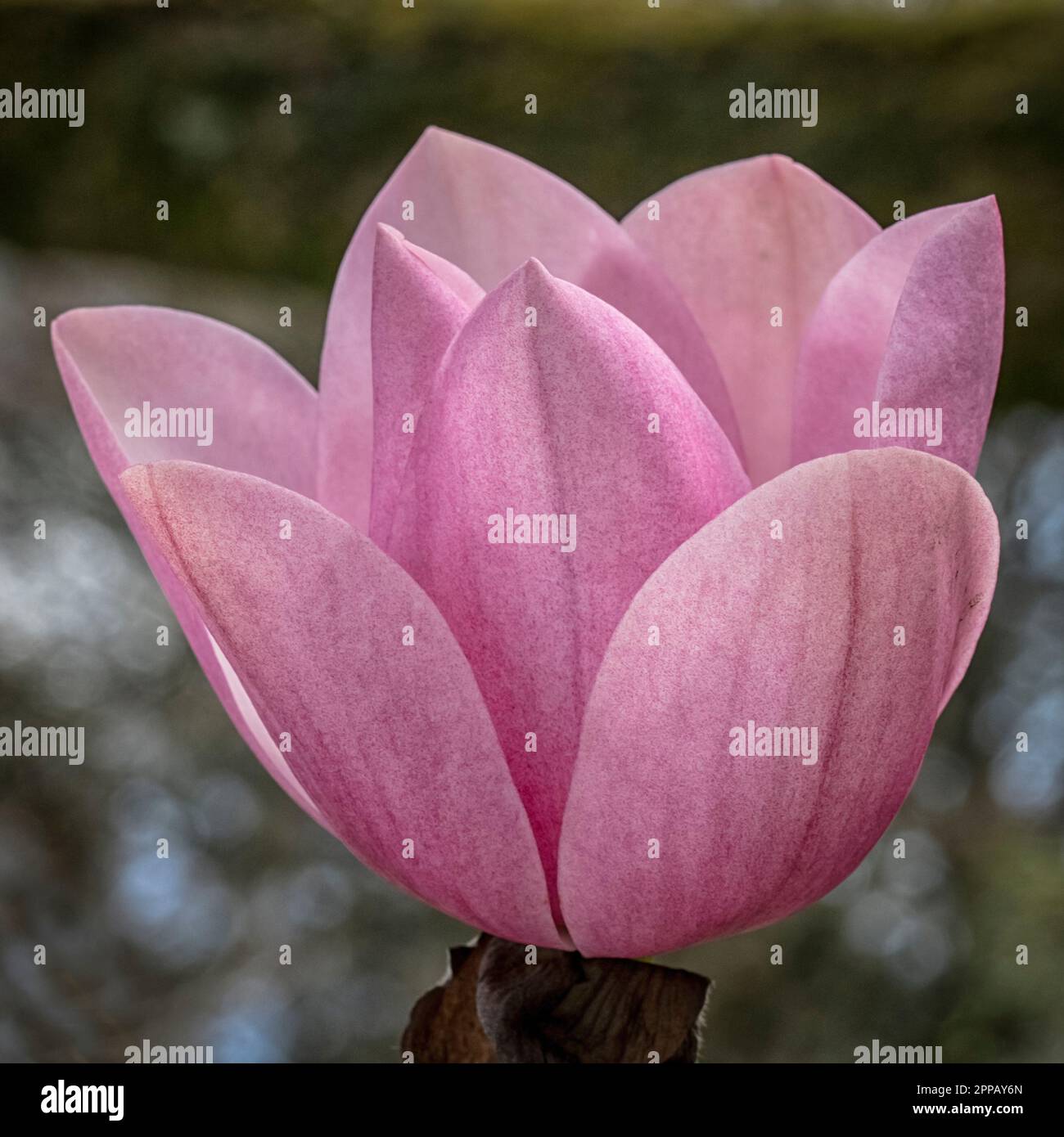 Magnolie Knospe Stockfoto