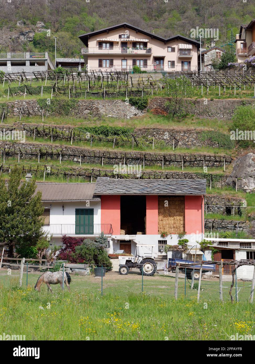 Bauernhof in der Stadt Pont-Saint-Martin, Aosta Valley, NW Italien. Terrassierter Weinberg mit Heuscheune, Traktor und Pferdeweide. Stockfoto