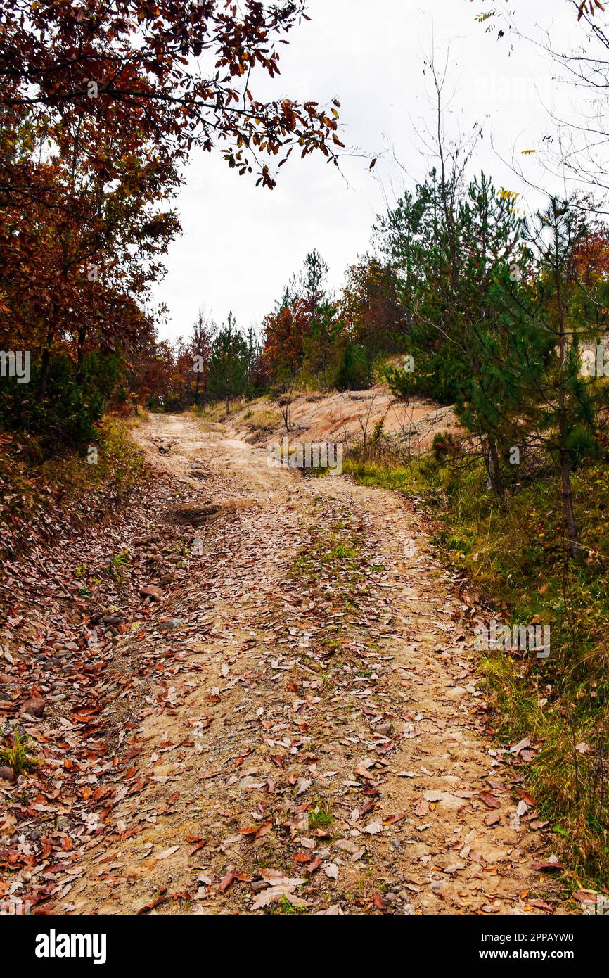 Herbstlandschaft und Waldstraße, die zum Gipfel des Hügels führt. Nadelbäume und Laubbäume des Herbstwaldes Stockfoto