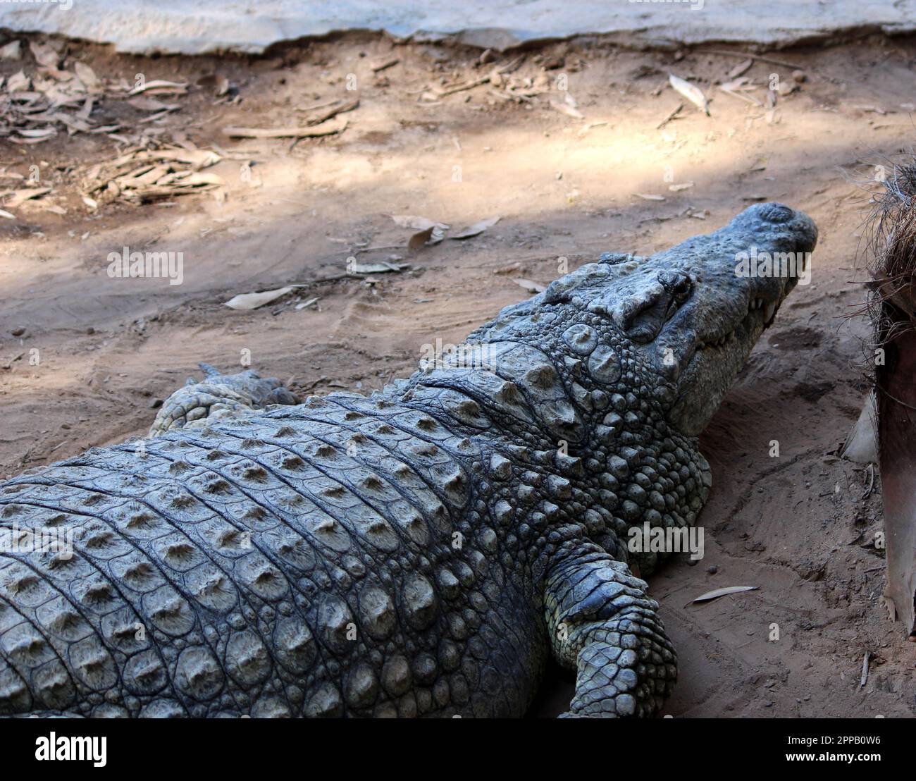 Details der schuppigen Nilkrokodilhaut (Crocodylus niloticus) mit verknöcherten Rillen: (Pix Sanjiv Shukla) Stockfoto