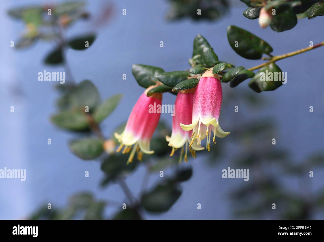 Glockenförmige rosa und cremefarbene Blüten der australischen Varietéverband Correa Belle, Familie Rutaceae. Gebräuchlicher Name ist Native Fuchsia. Von Sommer bis Winter Stockfoto