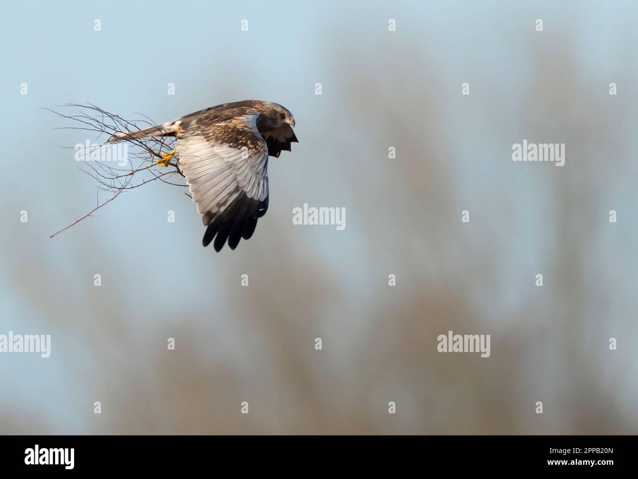 Eine männliche Marsh Harrier (Circus aeruginosus) im Flug mit Nistmaterial, Norfolk Stockfoto