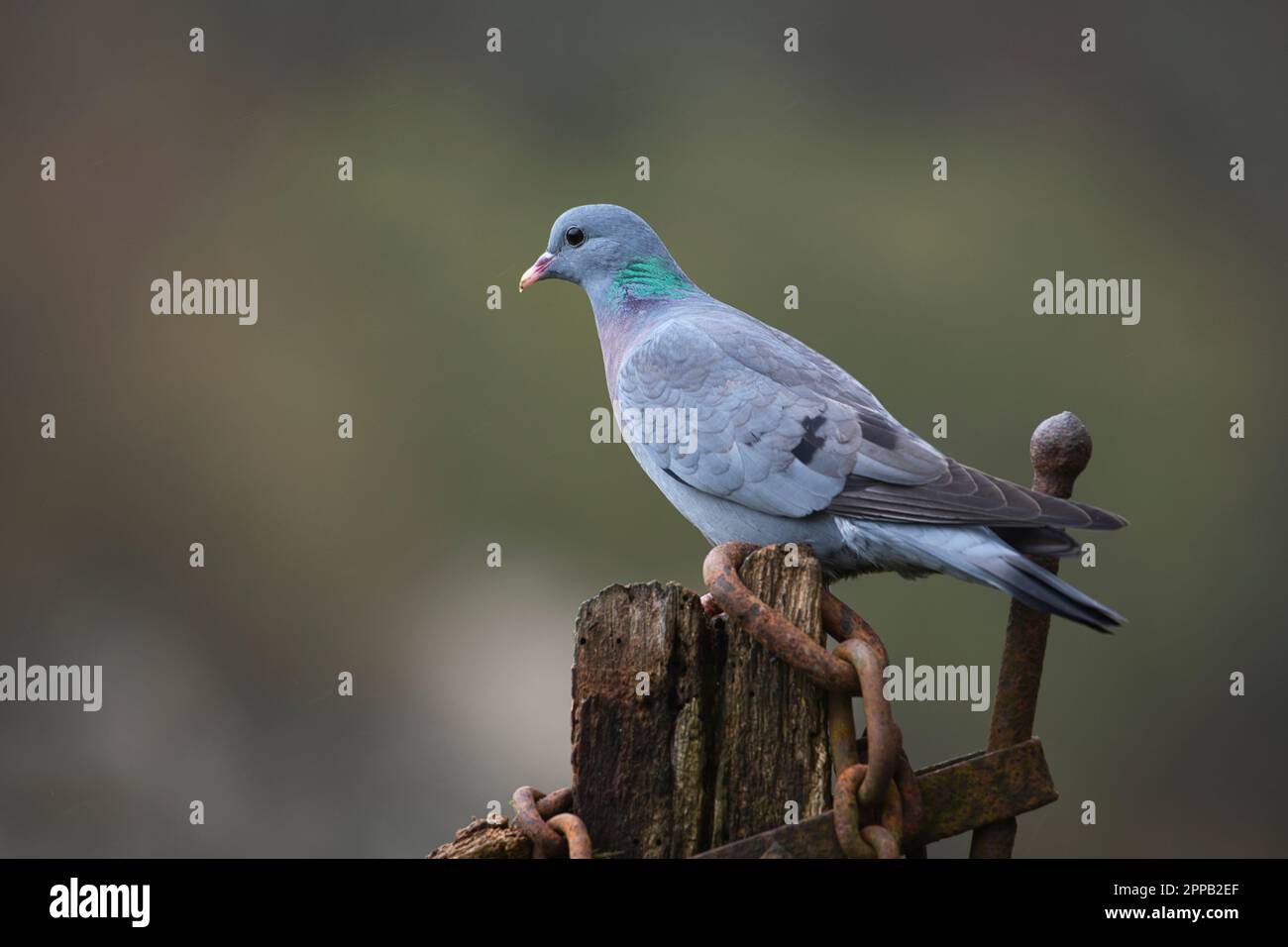 Stock Dove (Columba Oenas) hoch oben an einem alten Tor Stockfoto