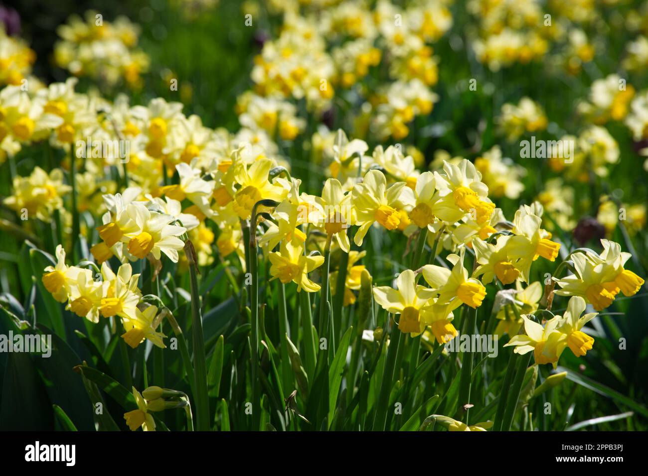 Gelbe Frühlingsblumen von Zwergblüten Narzissen Frühlingssonne im britischen Garten April Stockfoto