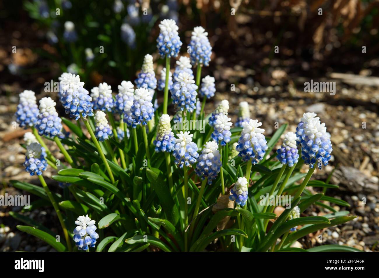 Blassblaue und weiße Frühlingsblumen der Traubenhyazinth Muscari Mountain Lady im britischen Garten April Stockfoto