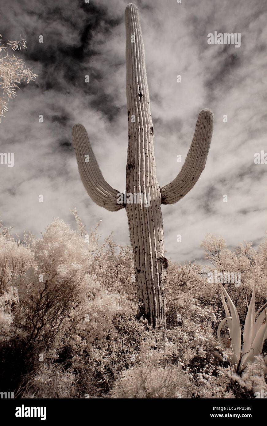 Saguarokaktus in der winterlichen Wüste Arizonas Stockfoto