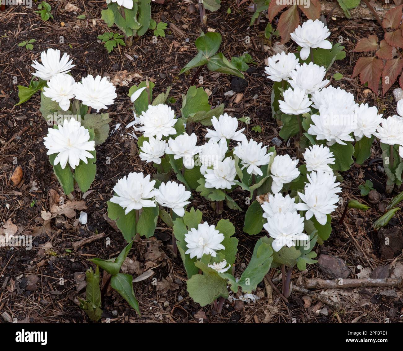 Sanguinaria canadensis Flore Plena Stockfoto