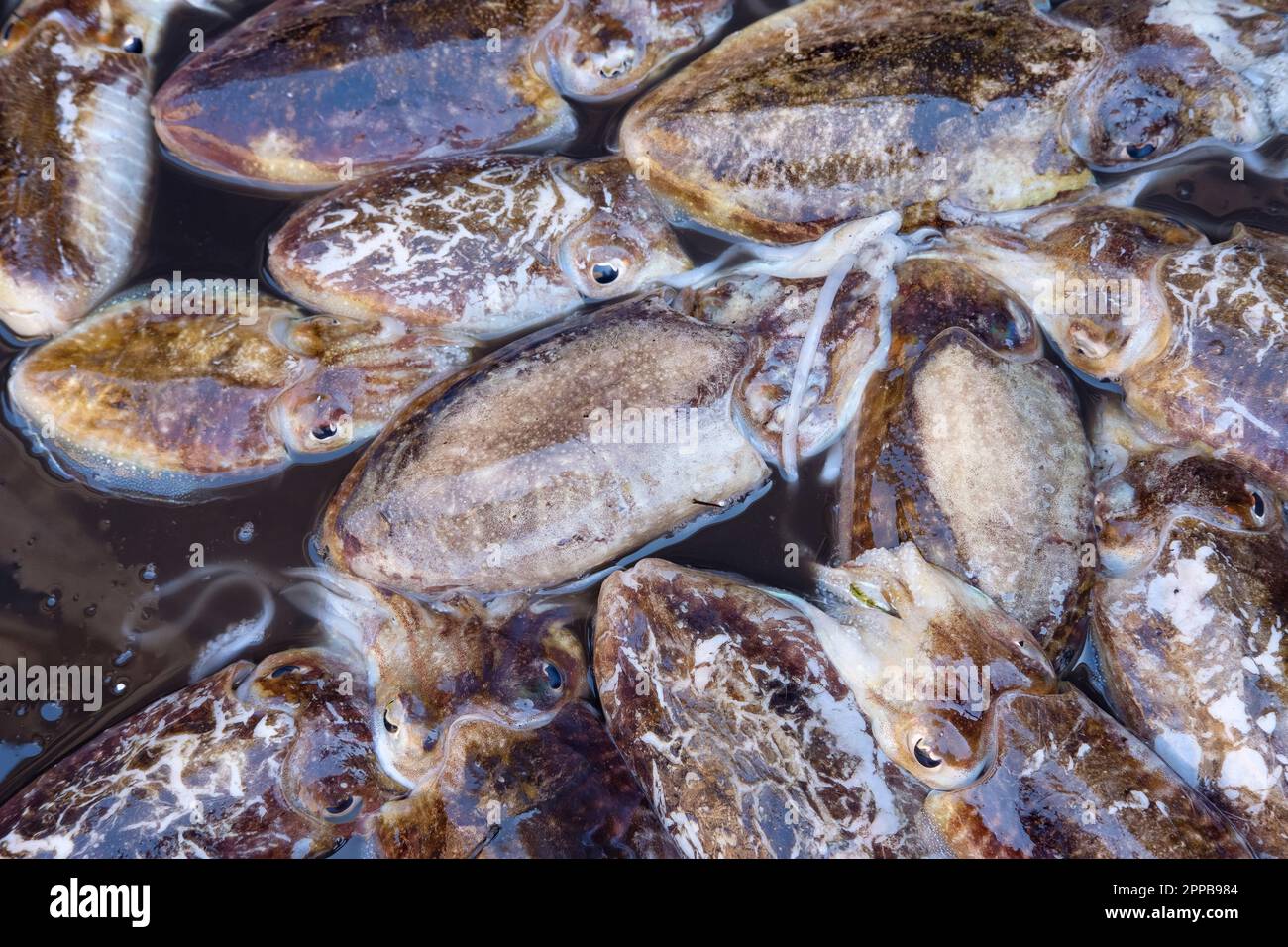 Europäischer Kalmar, gemeiner Kalmar, Loligo vulgaris, Tintenfisch zum Verkauf auf dem Fischmarkt in Catania, Sizilien, Italien Stockfoto