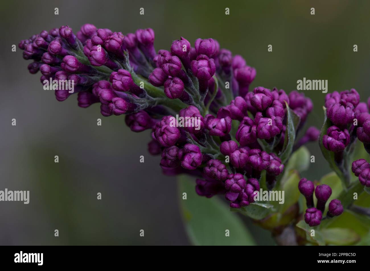 Lila Frühlingsblüte In Syringa Stockfoto