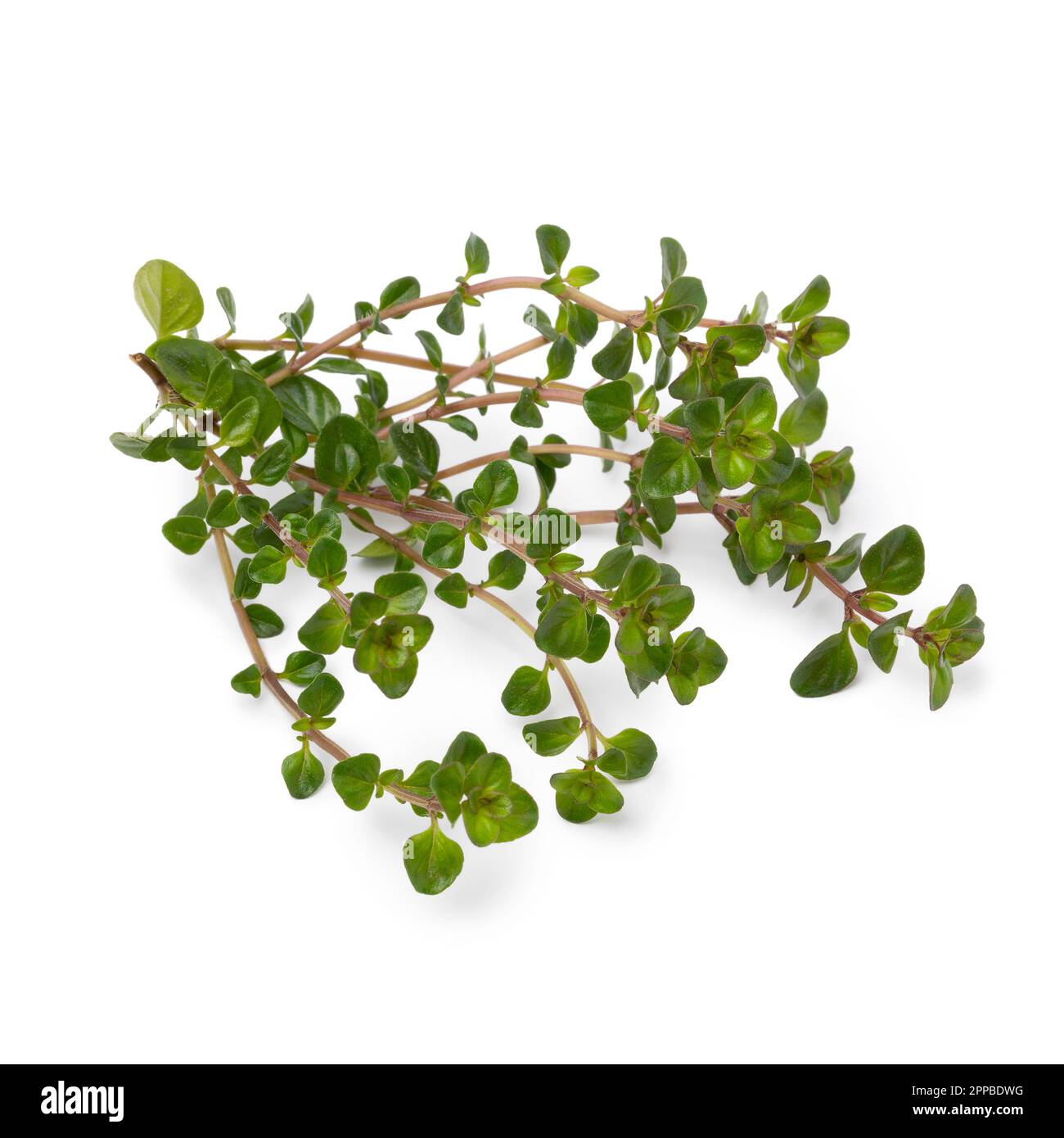 Frischer Zweig der Pflanze Thymus pulegioides Tabor, isoliert auf weißem Hintergrund Stockfoto