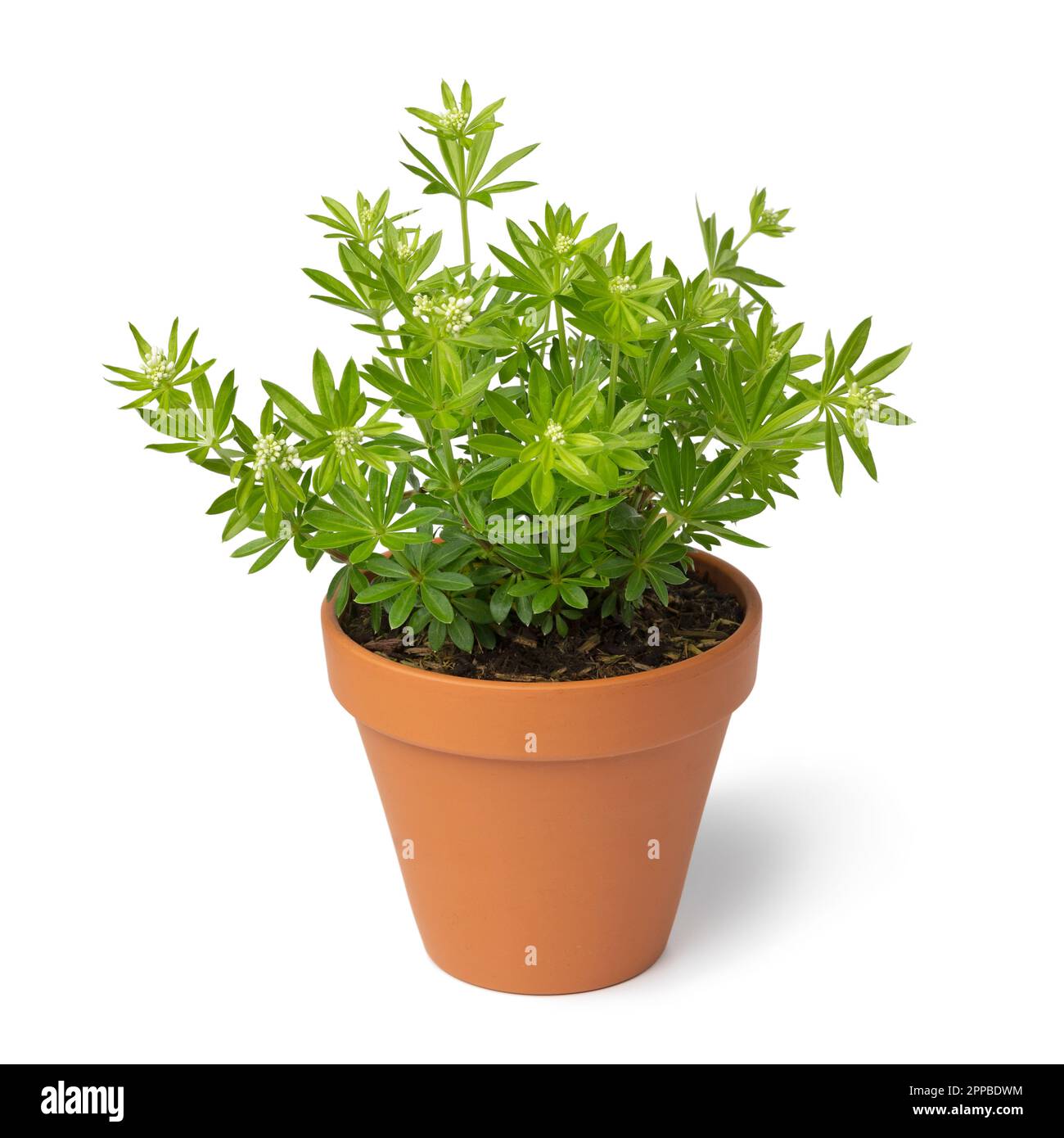 Pflanztopf mit frischer grüner, süßer Holzfällerpflanze mit weißen Knospen, isoliert auf weißem Hintergrund Stockfoto