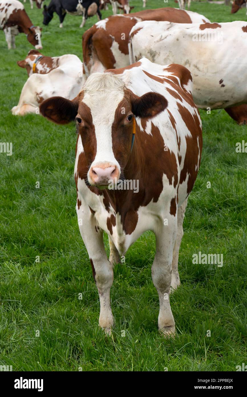 Seltsame holländische Kuh, die auf der Wiese steht und in die Kamera schaut Stockfoto