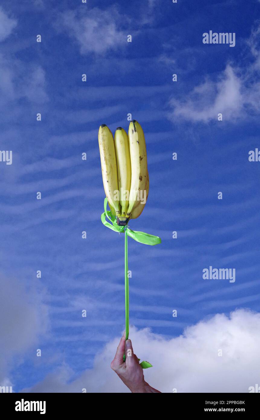 Bananen im Himmel. Stockfoto