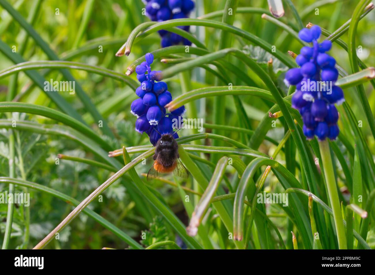 Blaue Muscari, bestäubt durch Hummel Stockfoto