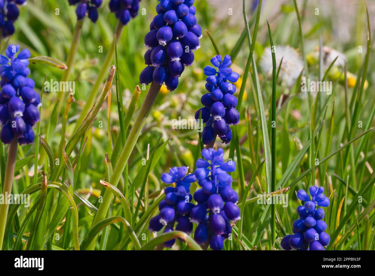 Blaue Muscari im Insektenblick Stockfoto