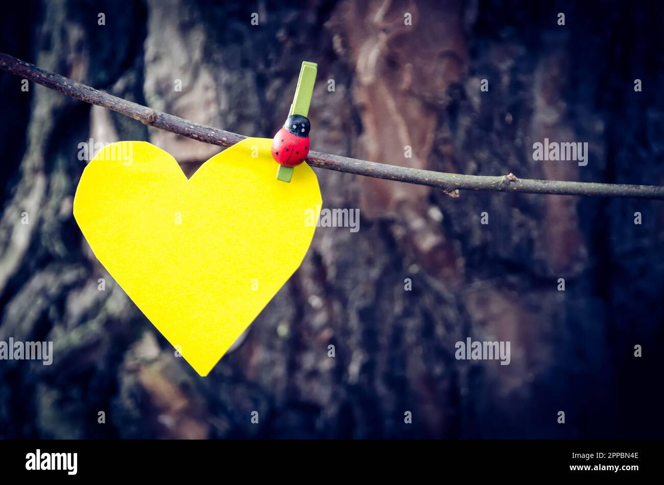 Wunderschönes Herbstkonzept im Wald. Gelbes Herz aus Papier gegen die Rinde eines Baumes im Wald. Foto mit geringer Schärfentiefe. Stockfoto