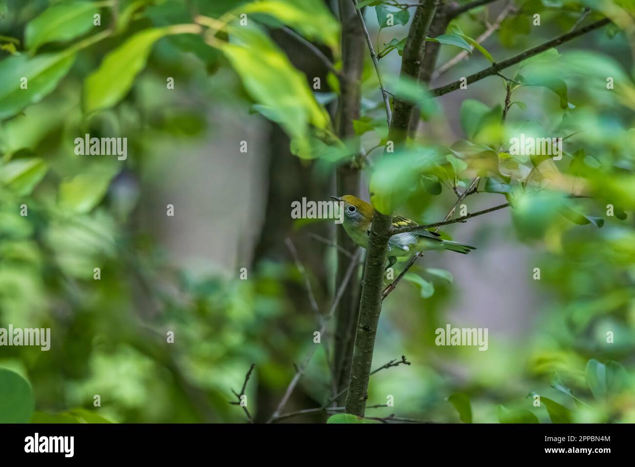 Nahaufnahme eines unreifen Goldfinkens, der die Kamera von einem kleinen Baum aus betrachtet Stockfoto