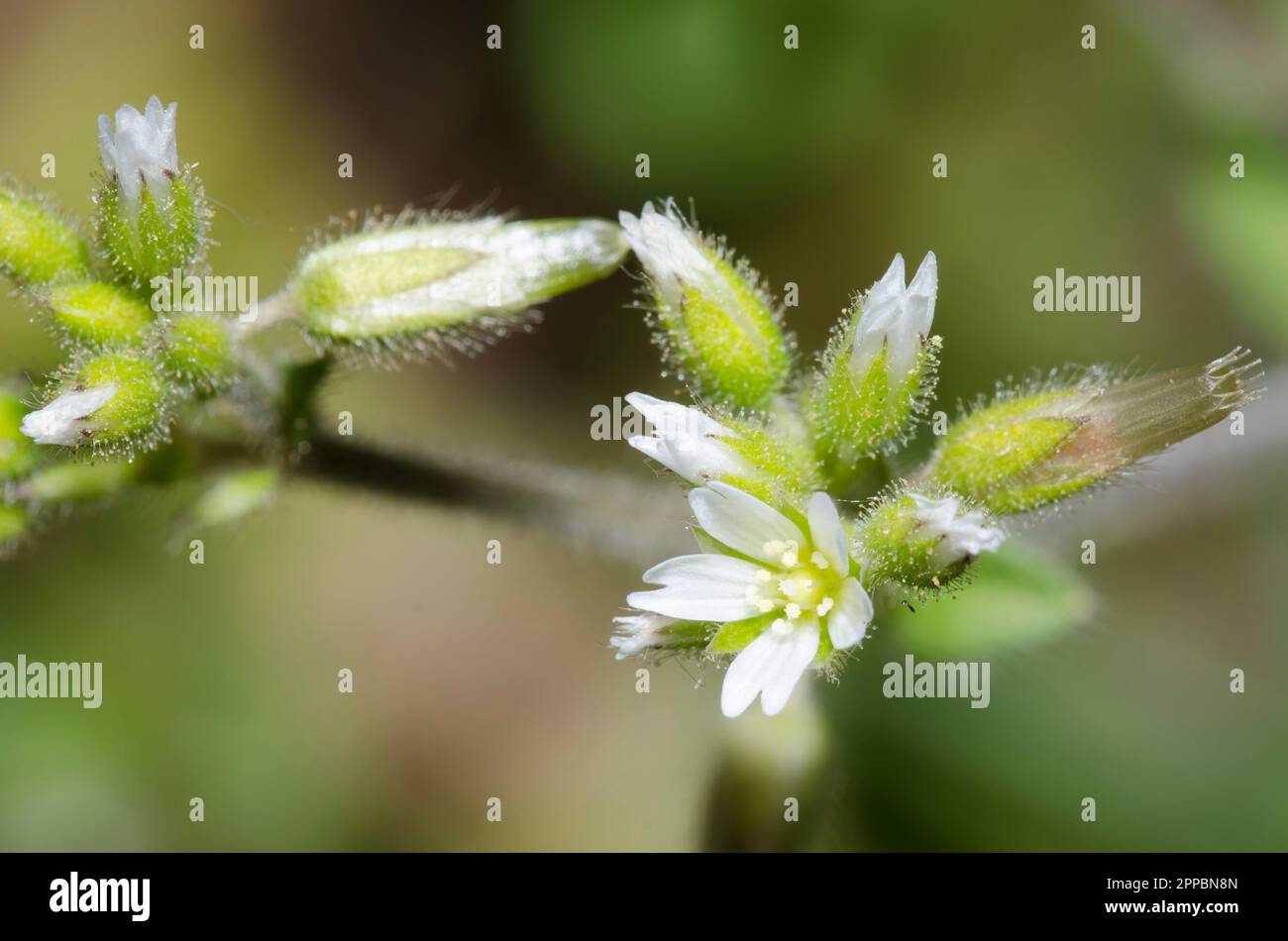 Klebriges Hühnchen, Cerastium glomeratum Stockfoto