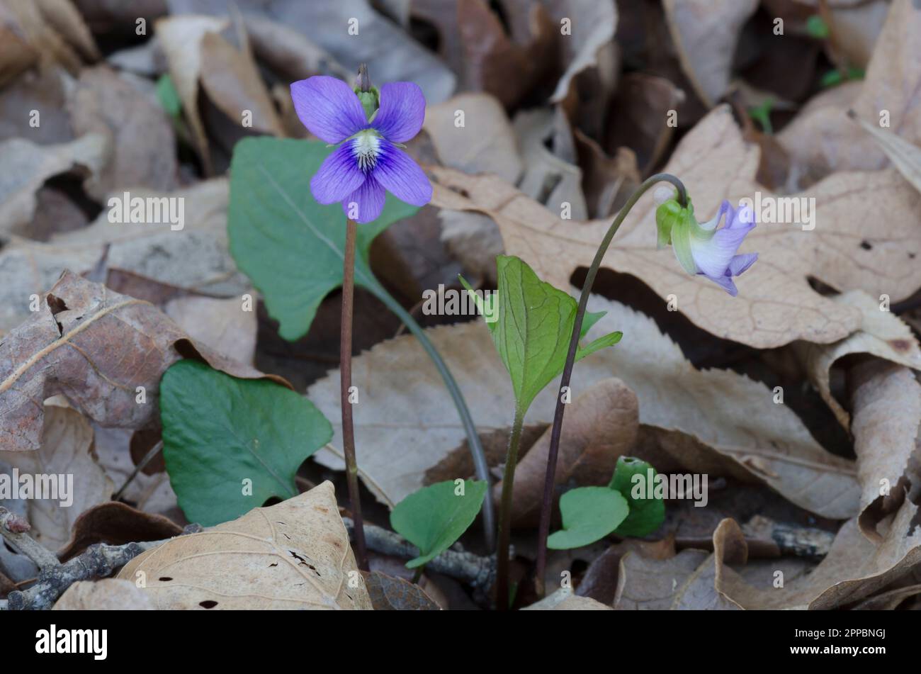 Blaues Violett, Viola sororia Stockfoto