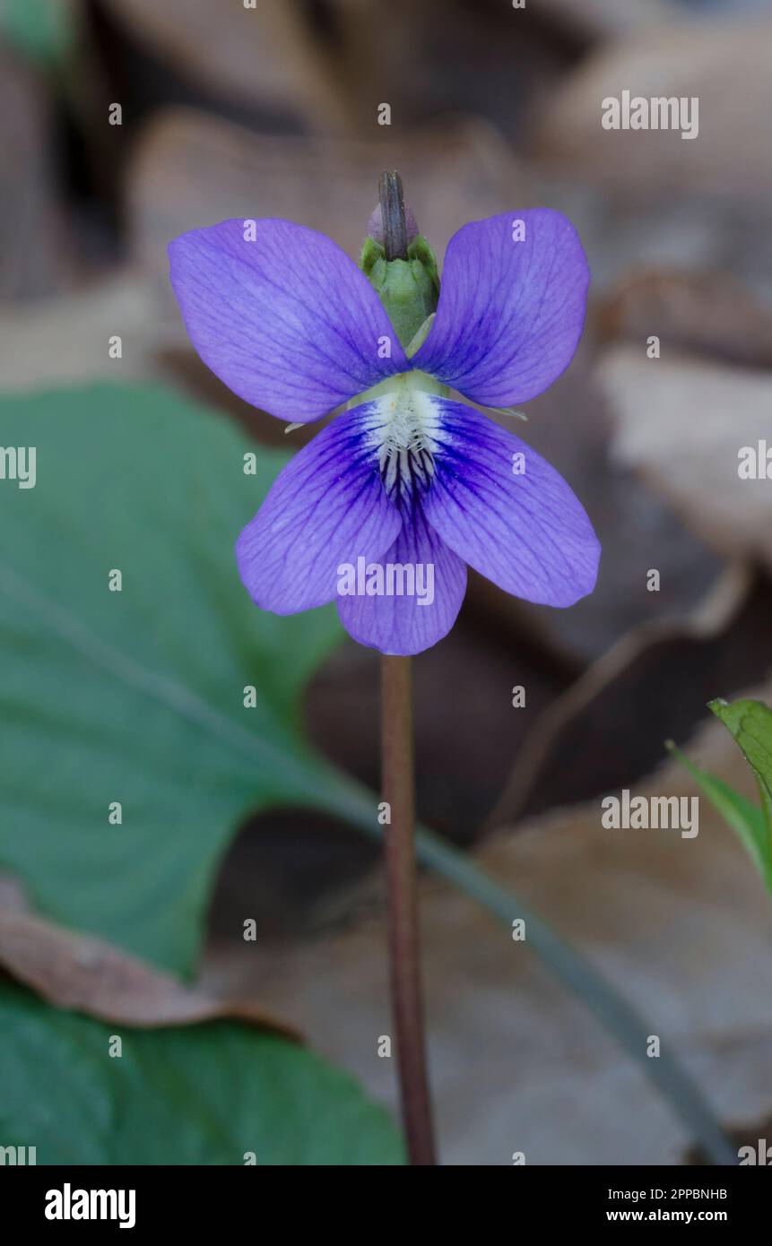 Blaues Violett, Viola sororia Stockfoto