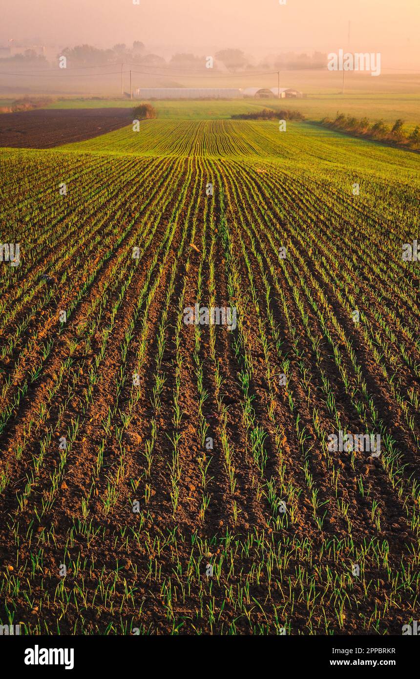 Landschaft in den frühen Morgenstunden. Feld mit Gewächshaus und Bäume im Hintergrund während des Sonnenaufgangs, Polen. Stockfoto