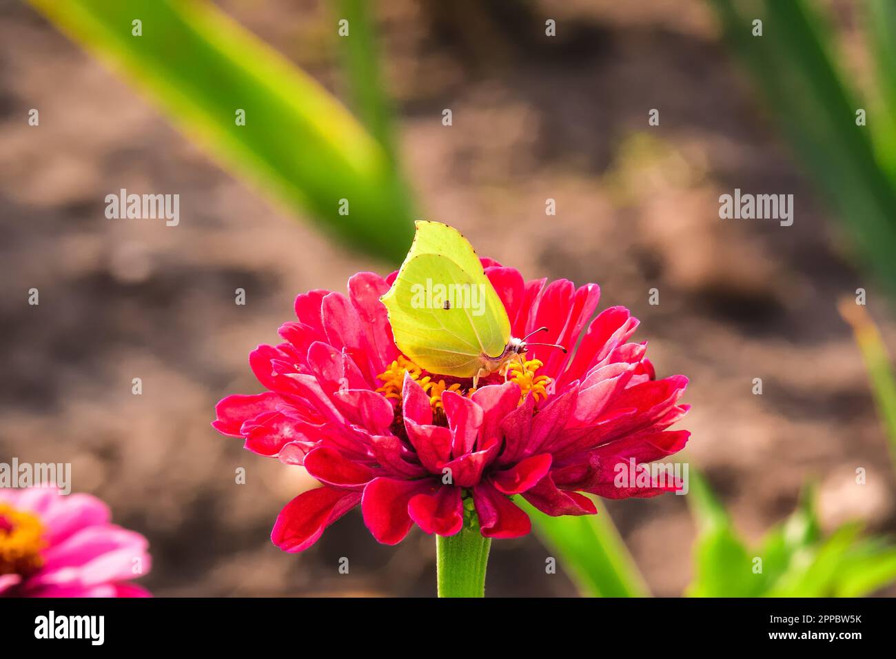 Wunderschöne farbenfrohe Gartenlandschaft im Sommer. Grüner Schmetterling auf einer roten Blume. Foto mit geringer Schärfentiefe. Stockfoto