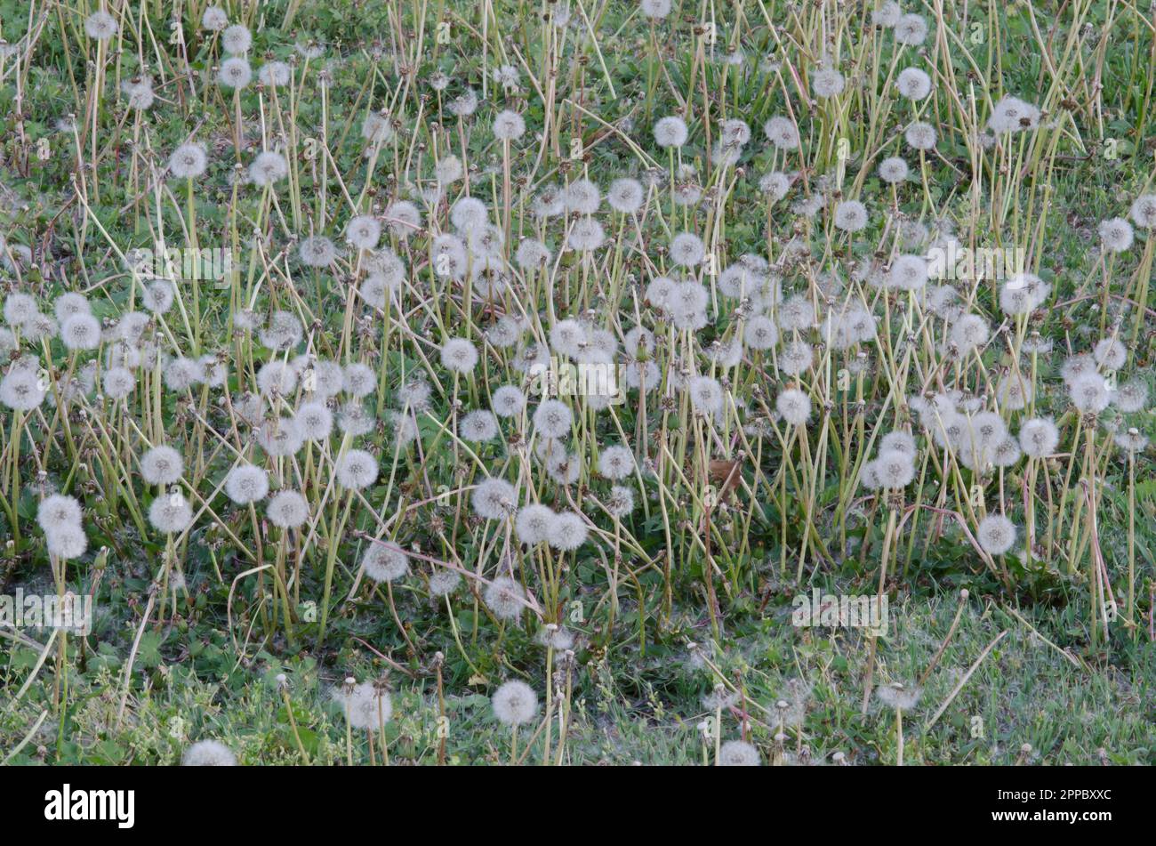 Löwenzahn, Taraxacum officinale, Fruchtköpfe Stockfoto
