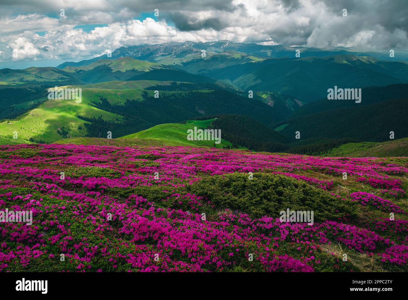 Atemberaubende Sommerlandschaft, blühende rosa Rhododendron-Blumen auf den Hügeln in den Bucegi-Bergen, Karpaten, Siebenbürgen, Rumänien, Europa Stockfoto