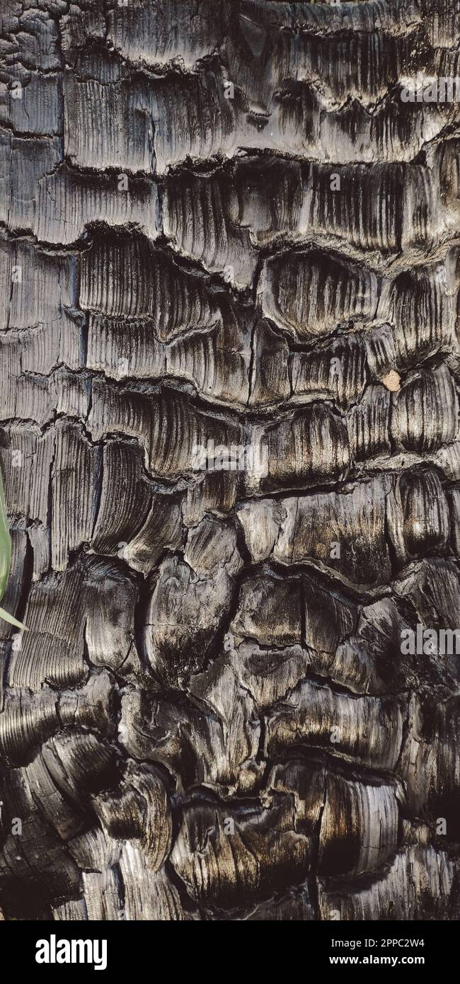 Ein Stück verbranntes Holz vom Lagerfeuer Stockfoto