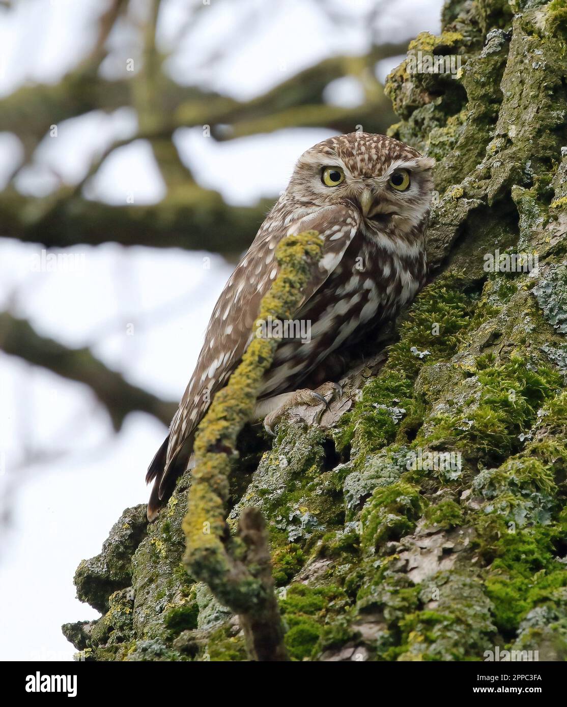 Eine kleine Eule (Athene Noctua) in einem Baum. Stockfoto