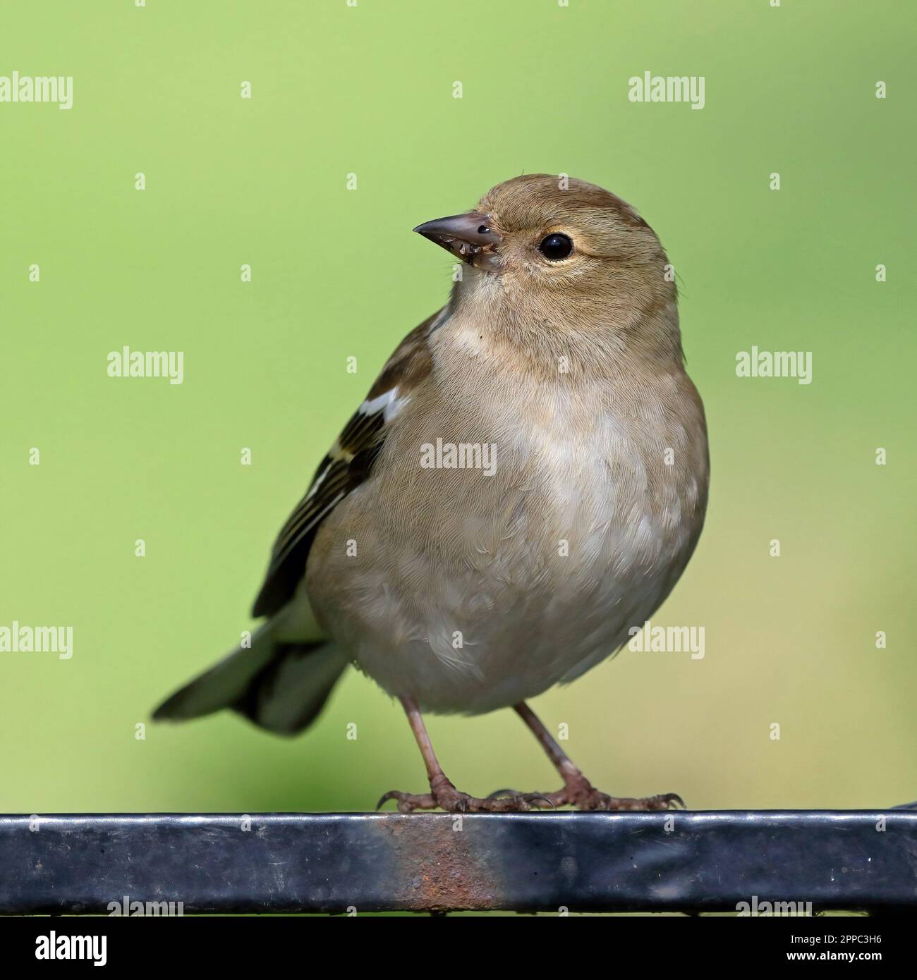 Ein weiblicher gewöhnlicher Chaffinch (Fringilla coelebs) Stockfoto