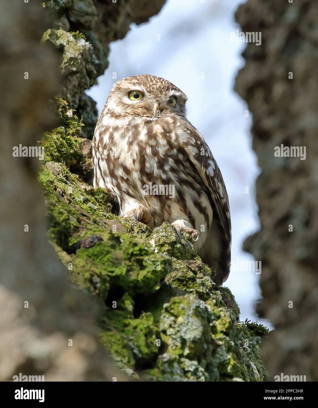 Eine kleine Eule (Athene Noctua) in einem Baum. Stockfoto