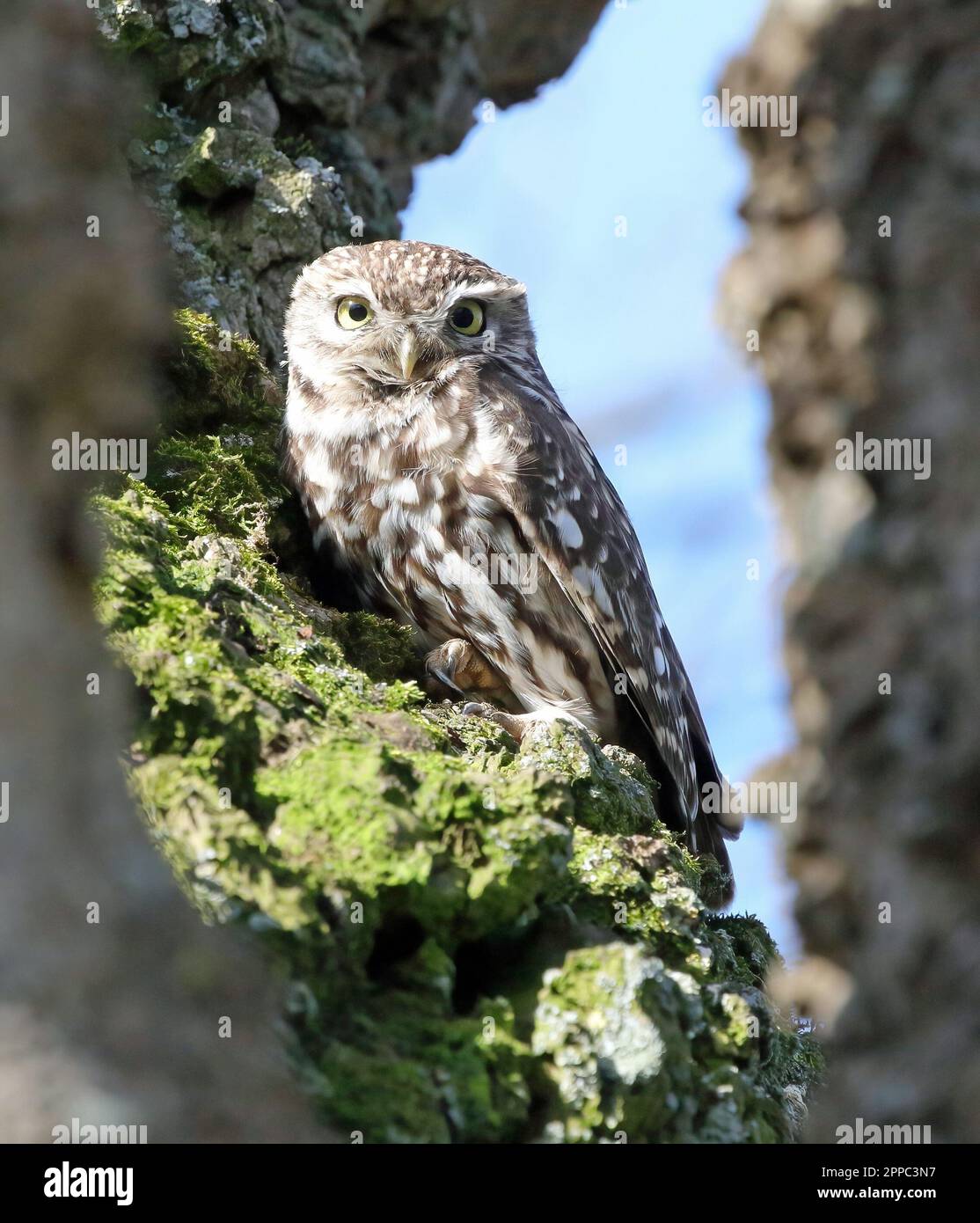 Eine kleine Eule (Athene Noctua) in einem Baum. Stockfoto