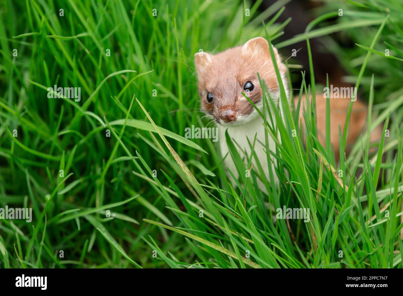 Hering in der Frühlingszeit, wissenschaftlicher Name: Mustela erminea, mit Blick auf die Front und Jagd in einem natürlichen grasbedeckten Lebensraum. Konzept: British Wildlife. Schließen. Sp Stockfoto