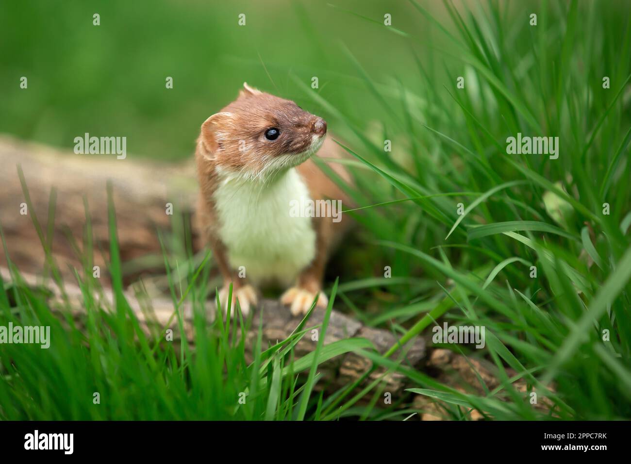 Heroat im Frühling, wissenschaftlicher Name: Mustela erminea, stand auf einem Baumstamm und direkt in einem natürlichen grasbedeckten Lebensraum. Konzept: British Wildlife. Schließen Sie sich Stockfoto