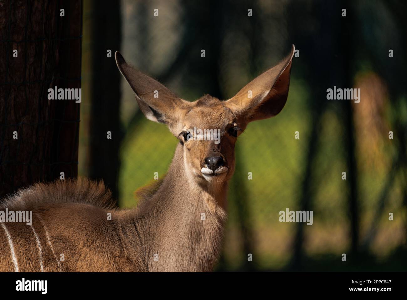 Weibliche Kudu genießt etwas Sonne Stockfoto