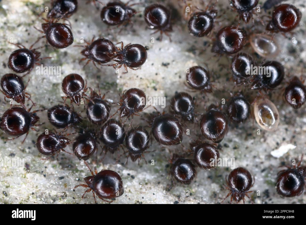 Nahaufnahme von Käfermilben, auch als Orbatidmilben bekannt. Eine Gruppe Arachniden unter einem Stein. Stockfoto
