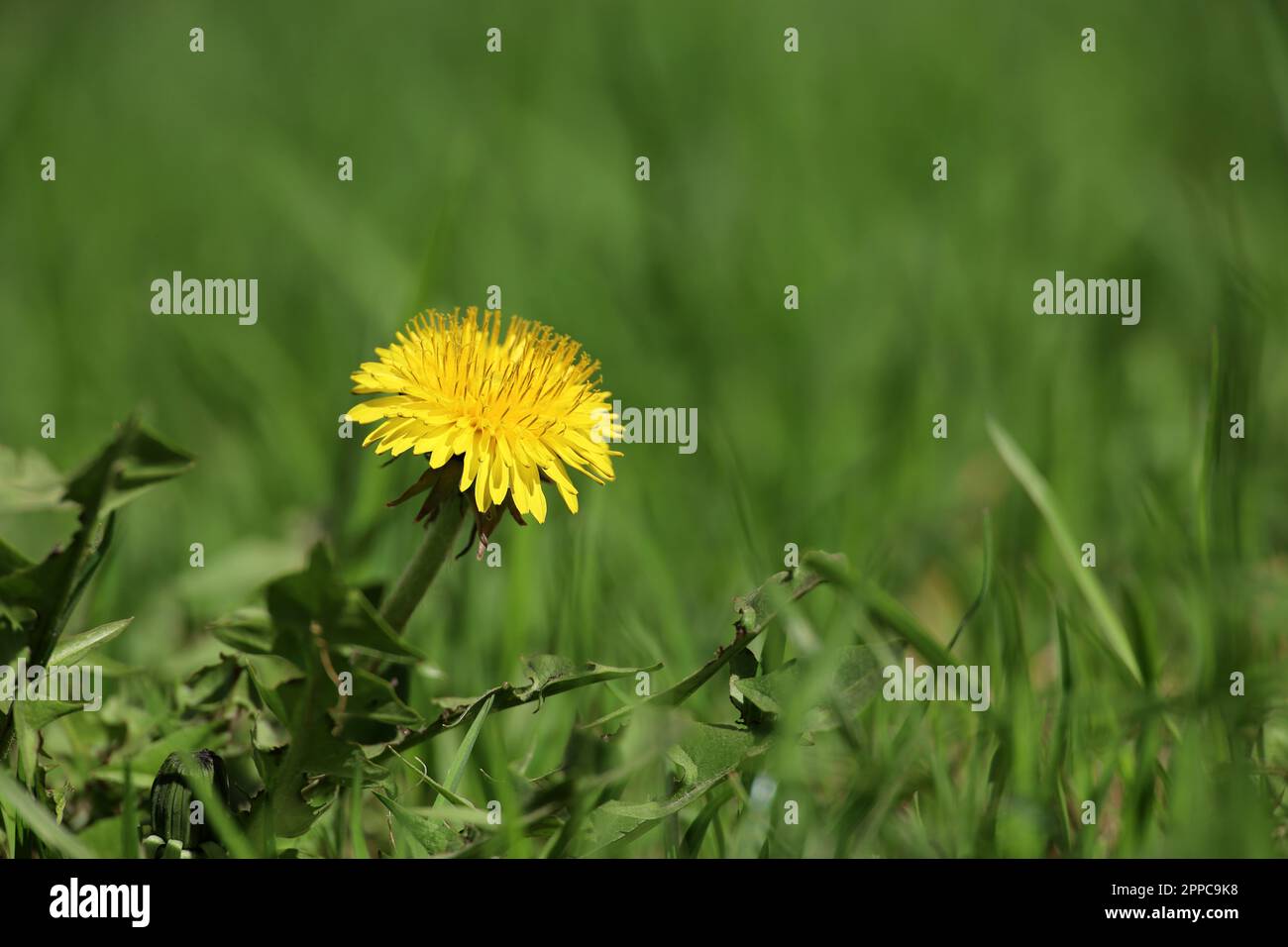 Blühender Löwenzahn, Frühlingsblume im grünen Gras. Wiese mit Löwenzahn Stockfoto